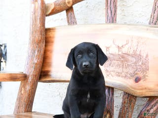Labrador Retriever dogs Zane - Ad 33