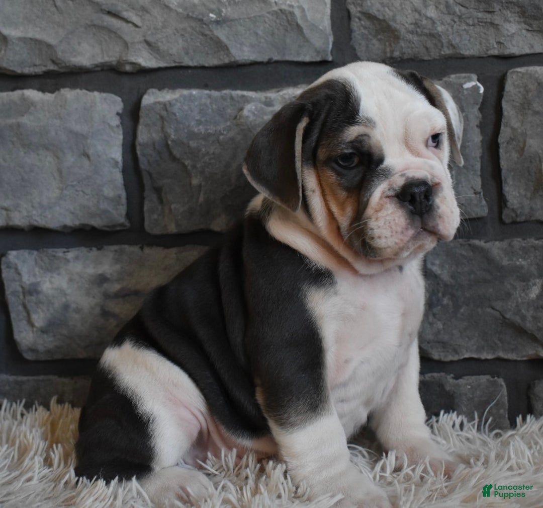 Mixed Breed dogs for sale: Trixie - Ad 6