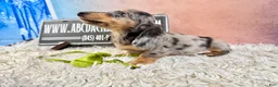 Miniature Dachshund dogs for sale: AKC Russian- Pra clear - Ad 9