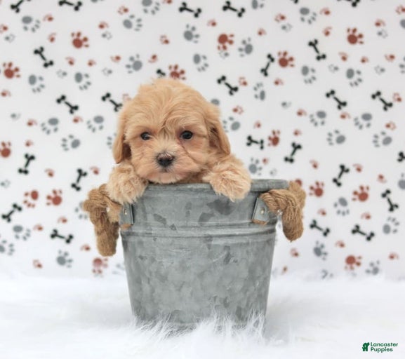 Gallery Image {{count}}