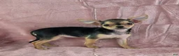 Chihuahua dogs for sale: Delilah - Ad 9