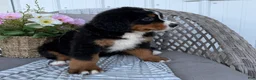 Bernese Mountain Dog dogs for sale: Stella - Ad 5