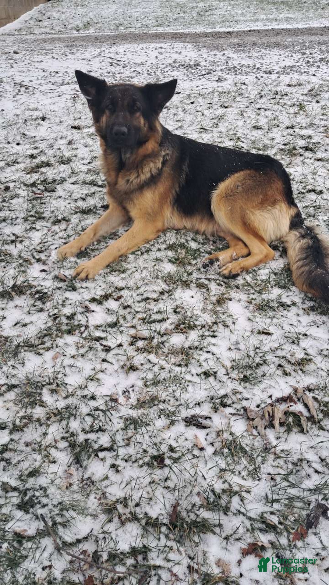 Mixed Breed dogs for sale: Charlie  - Ad 10