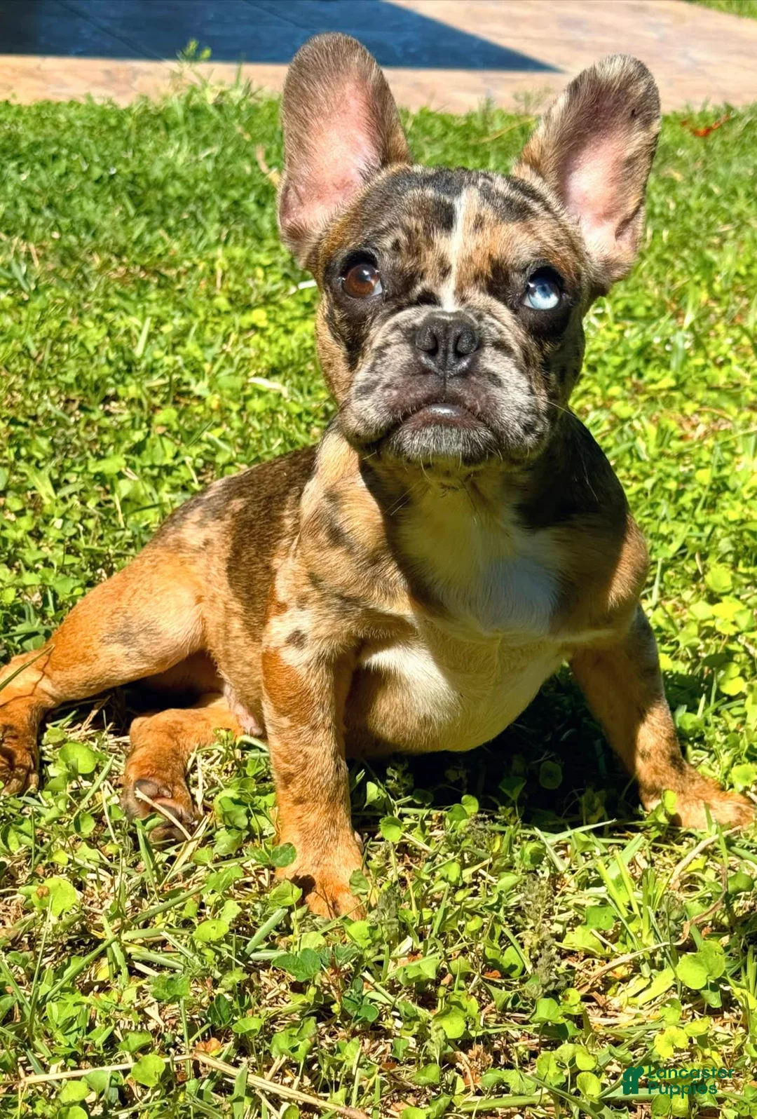 Gallery Image {{count}}