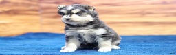 Pomsky dogs for sale: Jet - Ad 6