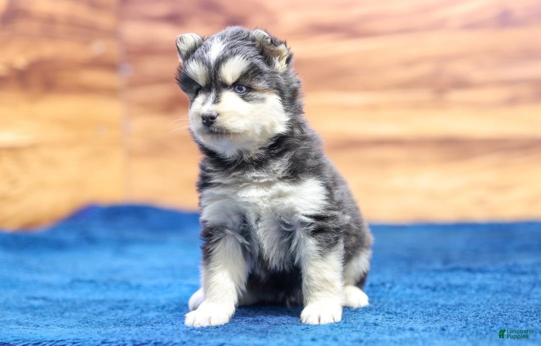 Pomsky dogs for sale: Jet - Ad 6