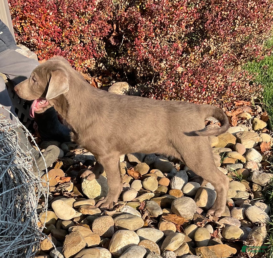 Labrador Retriever dogs for sale: Sara - Ad 2