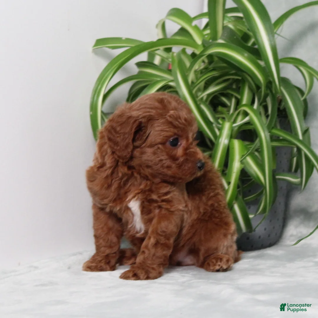 Miniature Poodle dogs for sale: Zippy - Ad 5