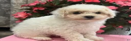 Bichpoo dogs for sale: Kayla - Ad 5