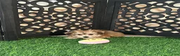 Yochon dogs for sale: Star Sweet Female Yochon Puppy - Ad 4