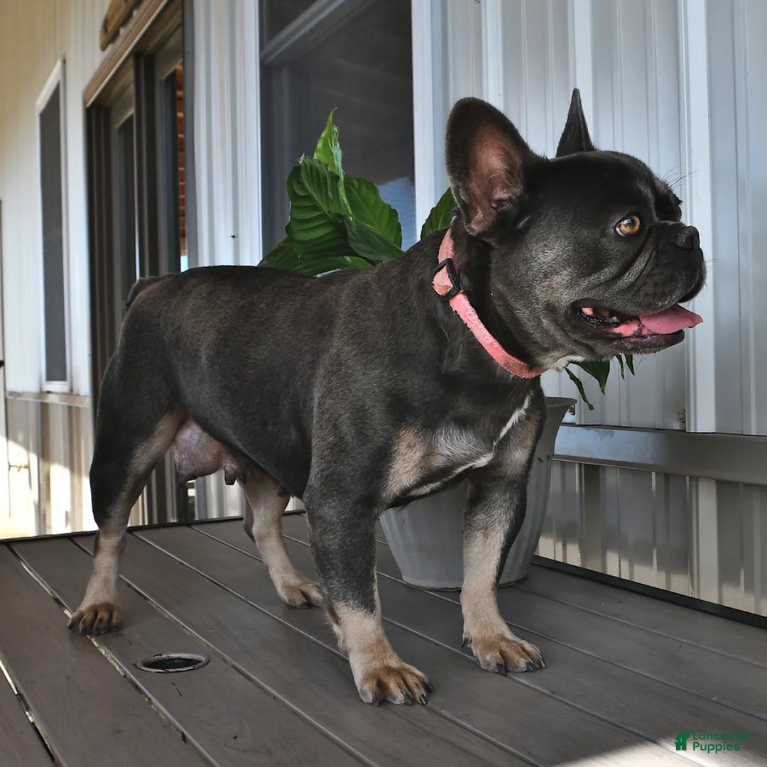 French Bulldog dogs for sale: Fluffy - Ad 6