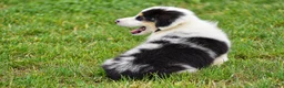 Welsh Corgi Pembroke dogs for sale: Jacob - Ad 6