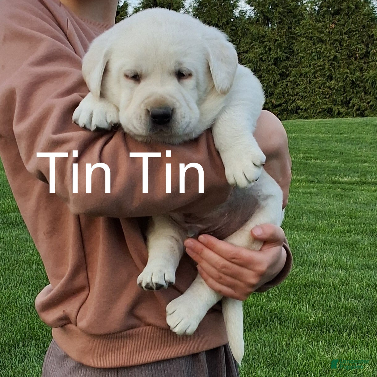 Labrador Retriever dogs Tin Tin  - Ad 1