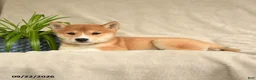 Shiba Inu dogs for sale: Izzy - Ad 2