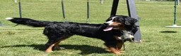 Bernese Mountain Dog dogs for sale: Sam - Ad 5