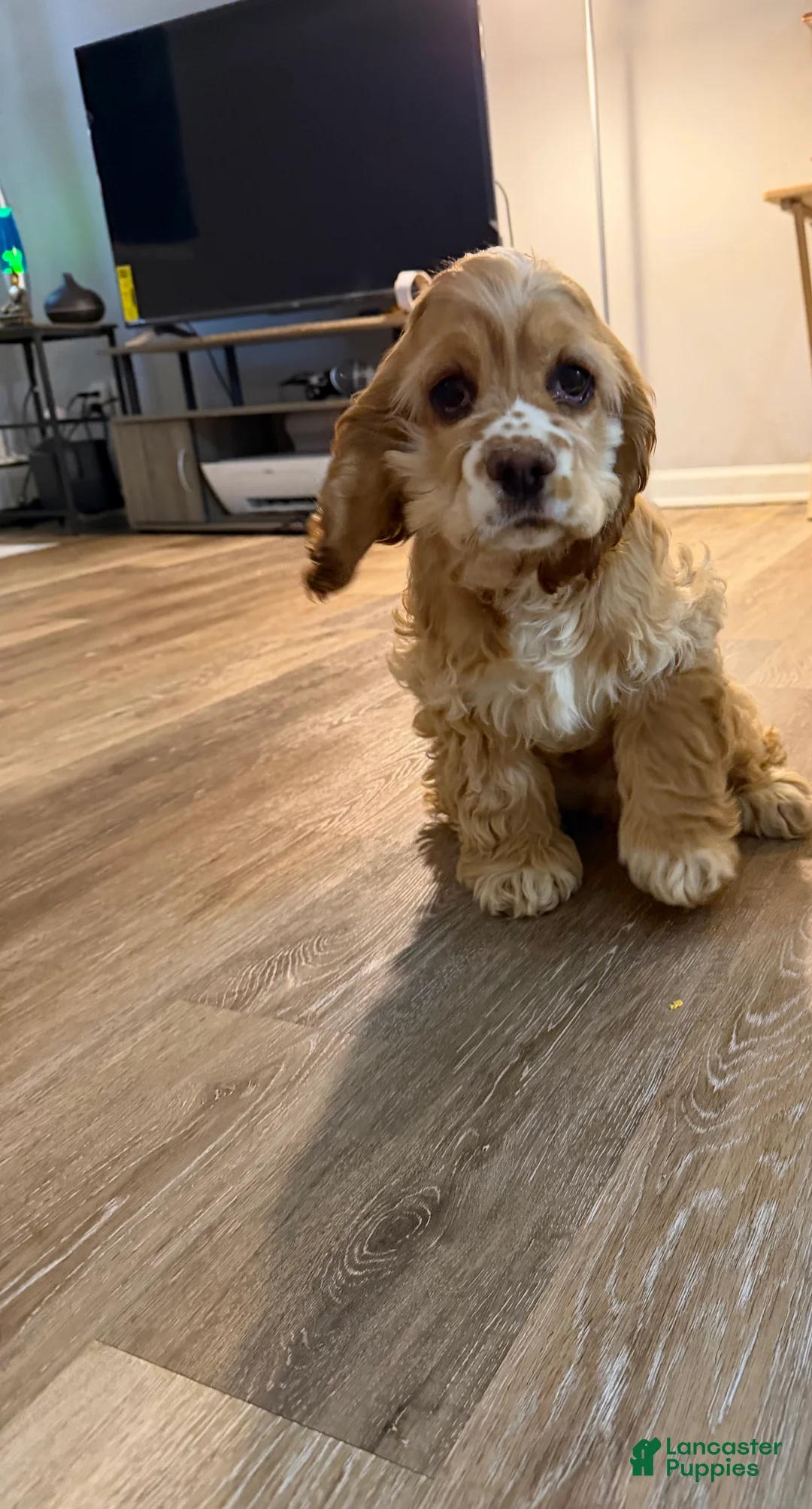 Cocker Spaniel dogs for sale: Byrce - Ad 1