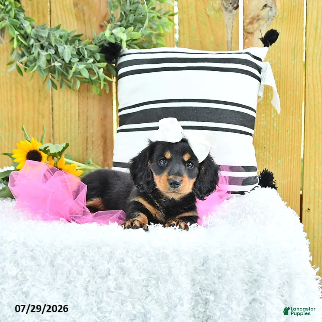 Miniature Dachshund dogs for sale: Cami - Ad 1