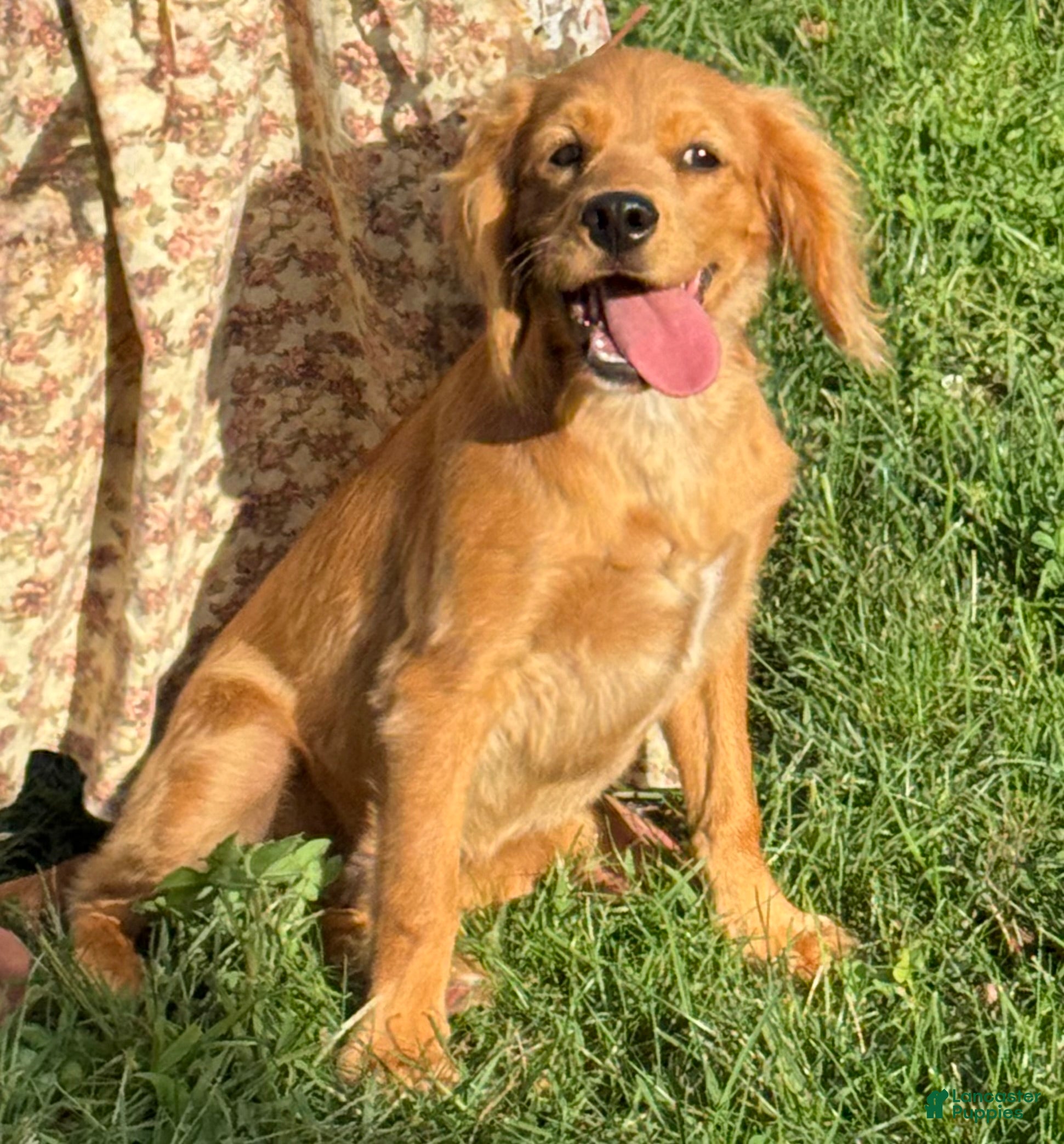 Cavapoo dogs Marshall Cavapoo Puppy  - Ad 2