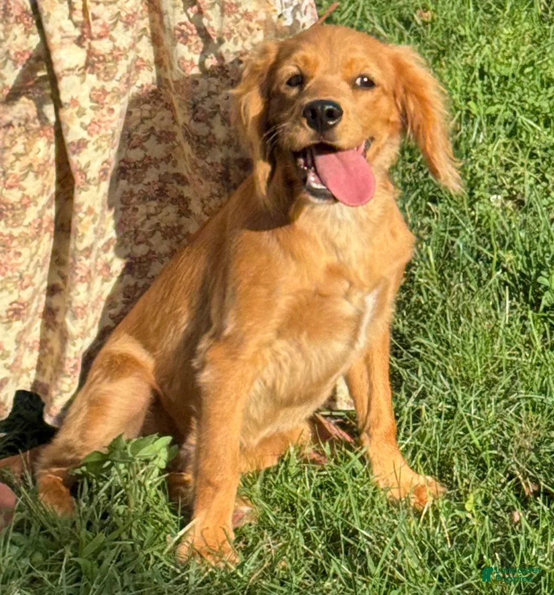Cavapoo dogs for sale: Marshall Cavapoo Puppy  - Ad 2