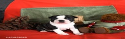 Boston Terrier dogs for sale: Oliana - Ad 8