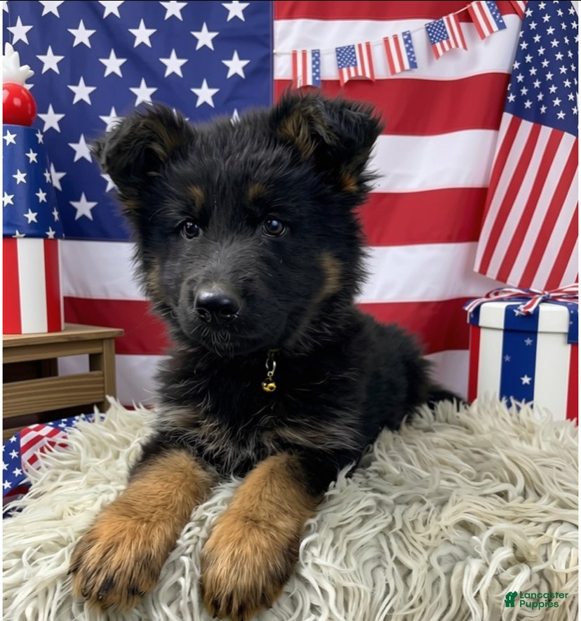 German Shepherd dogs Sugar - Ad 1