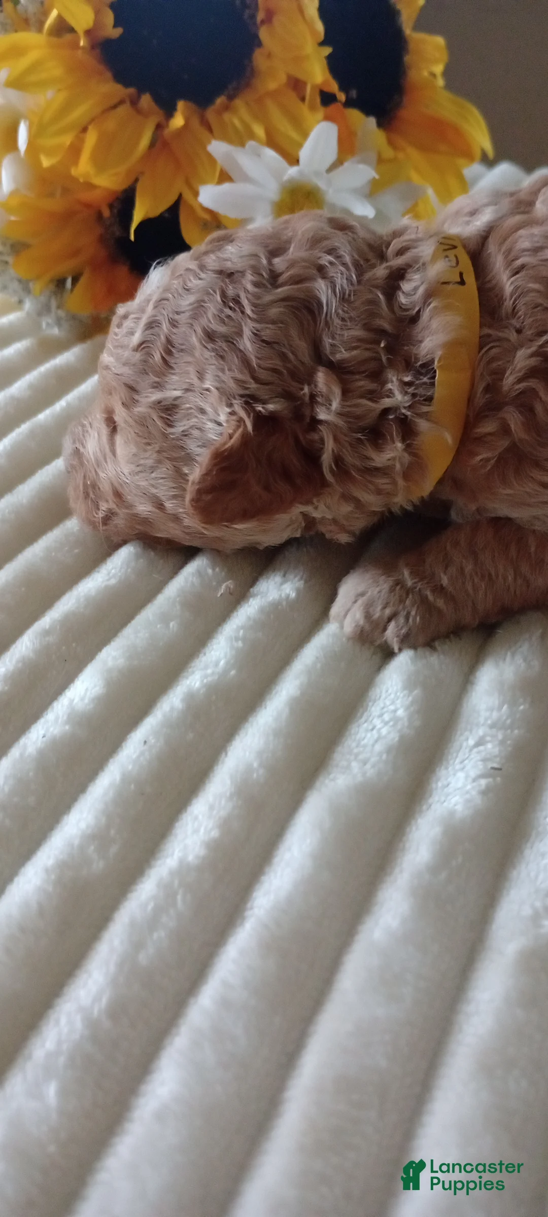 Mini Goldendoodle dogs for sale: Mr. Levi - Ad 2