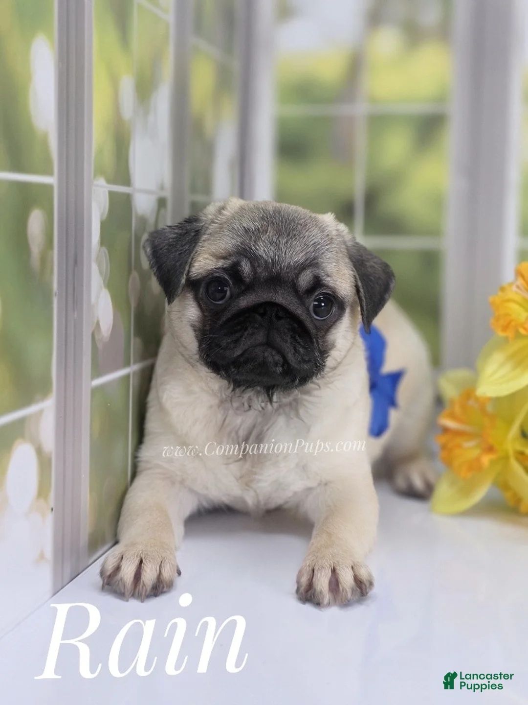 Pug dogs for sale: Rain - Silver Fawn Male Pug Puppy - Ad 2