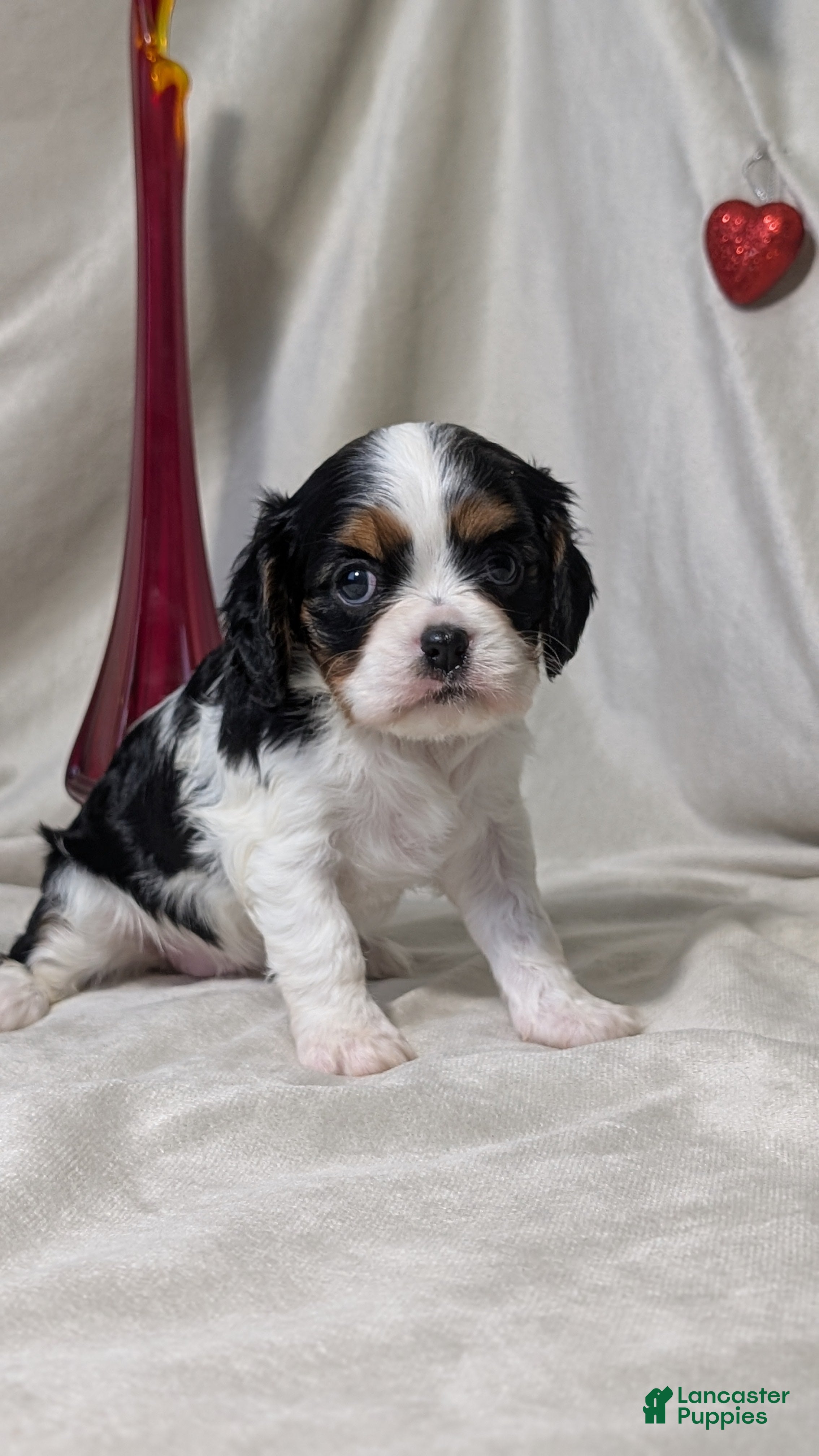 Cavalier King Charles Spaniel dogs Ruby - Ad 3