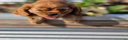 Cavalier King Charles Spaniel dogs for sale: Cavalier King Charles Spaniel 2 - Ad 28