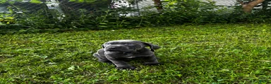 Cane Corso 6