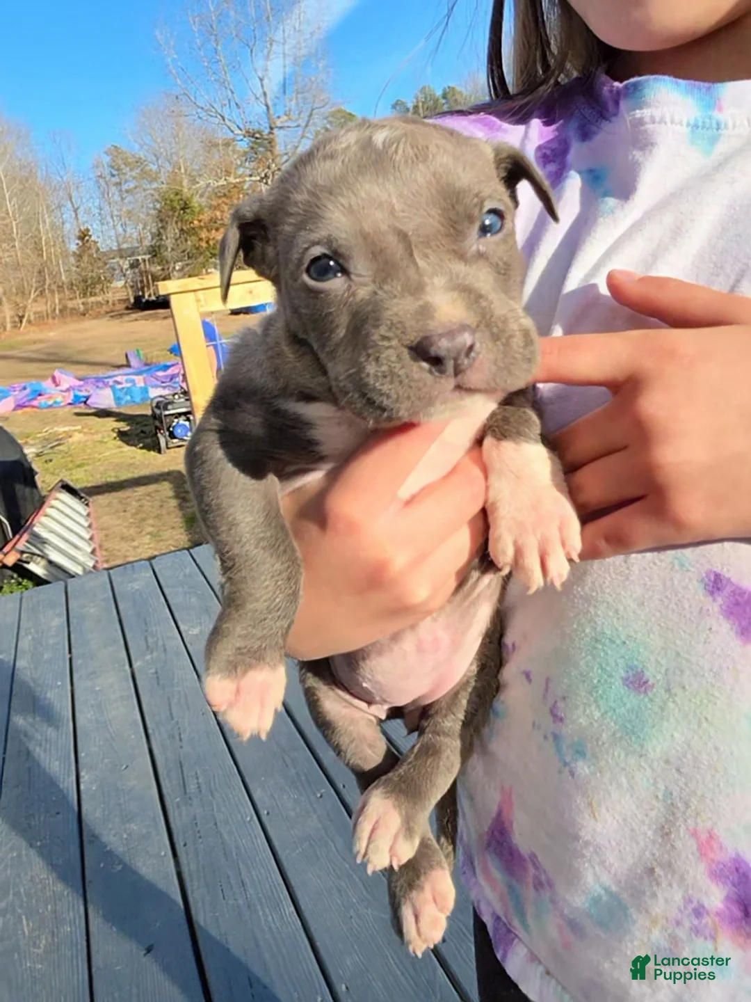 American Staffordshire Terrier dogs for sale: American Staffordshire Terrier Puppy 6 - Ad 2