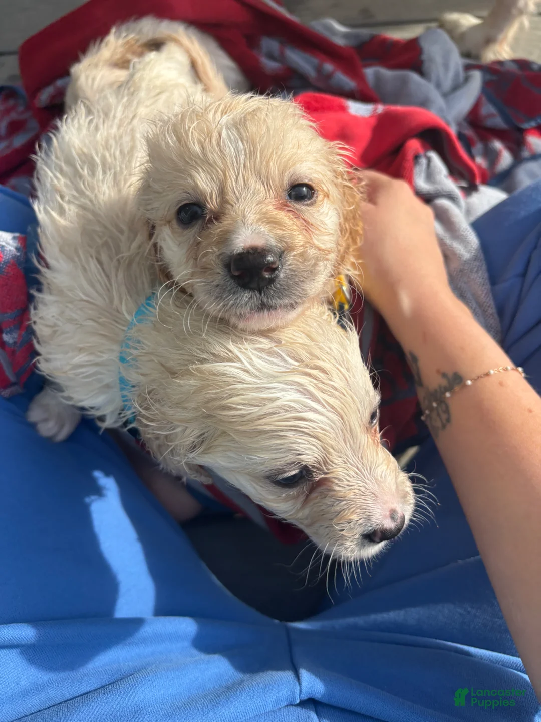 Mixed Breed dogs for sale: Black Collar - Ad 15