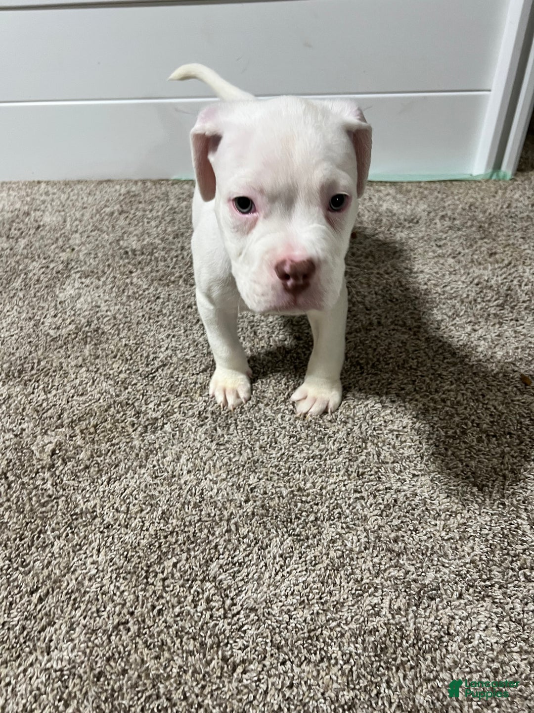 Mixed Breed dogs for sale: Mixed Breed Puppy 3 - Ad 3