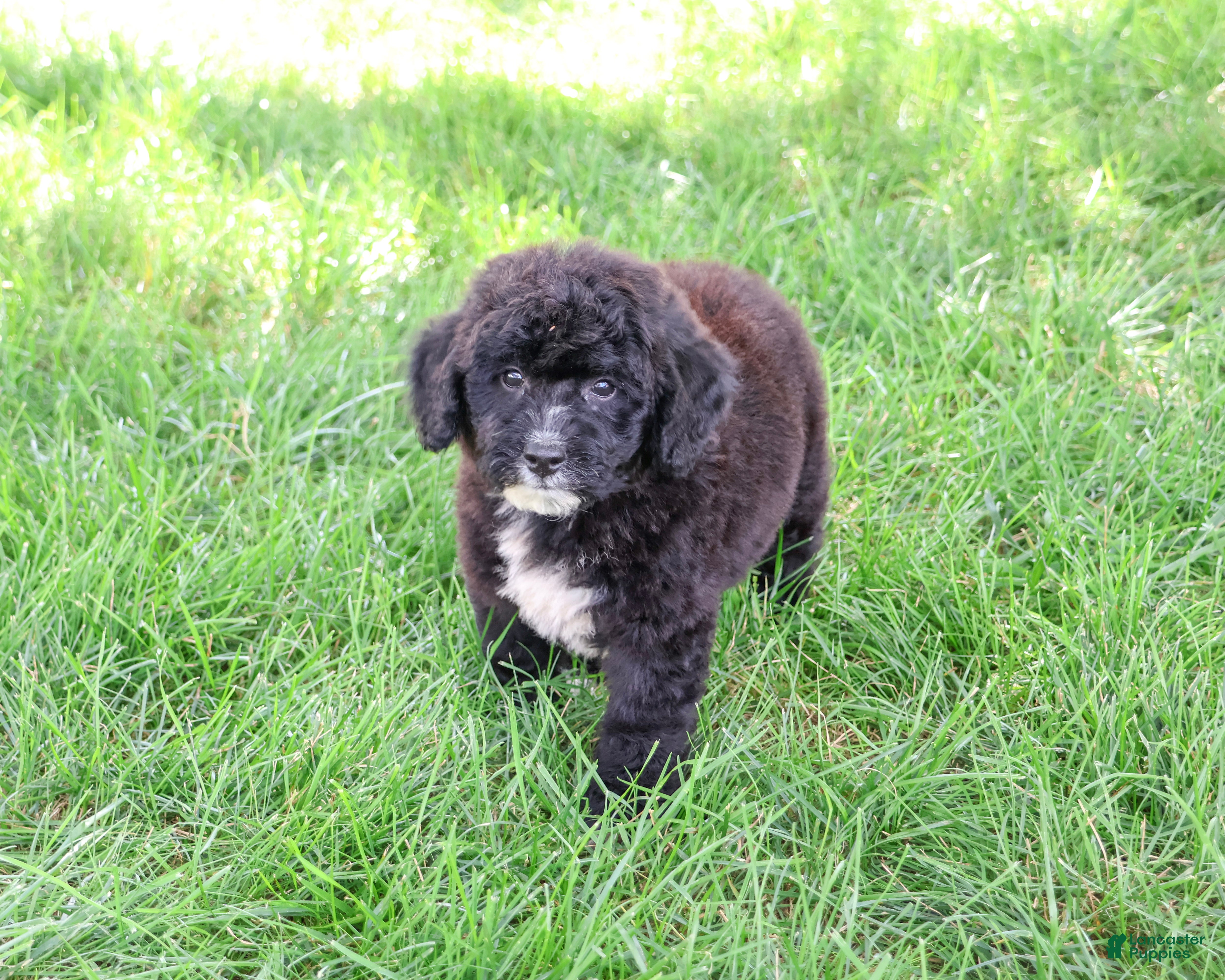 Saint Berdoodles dogs Wrenly - Ad 12