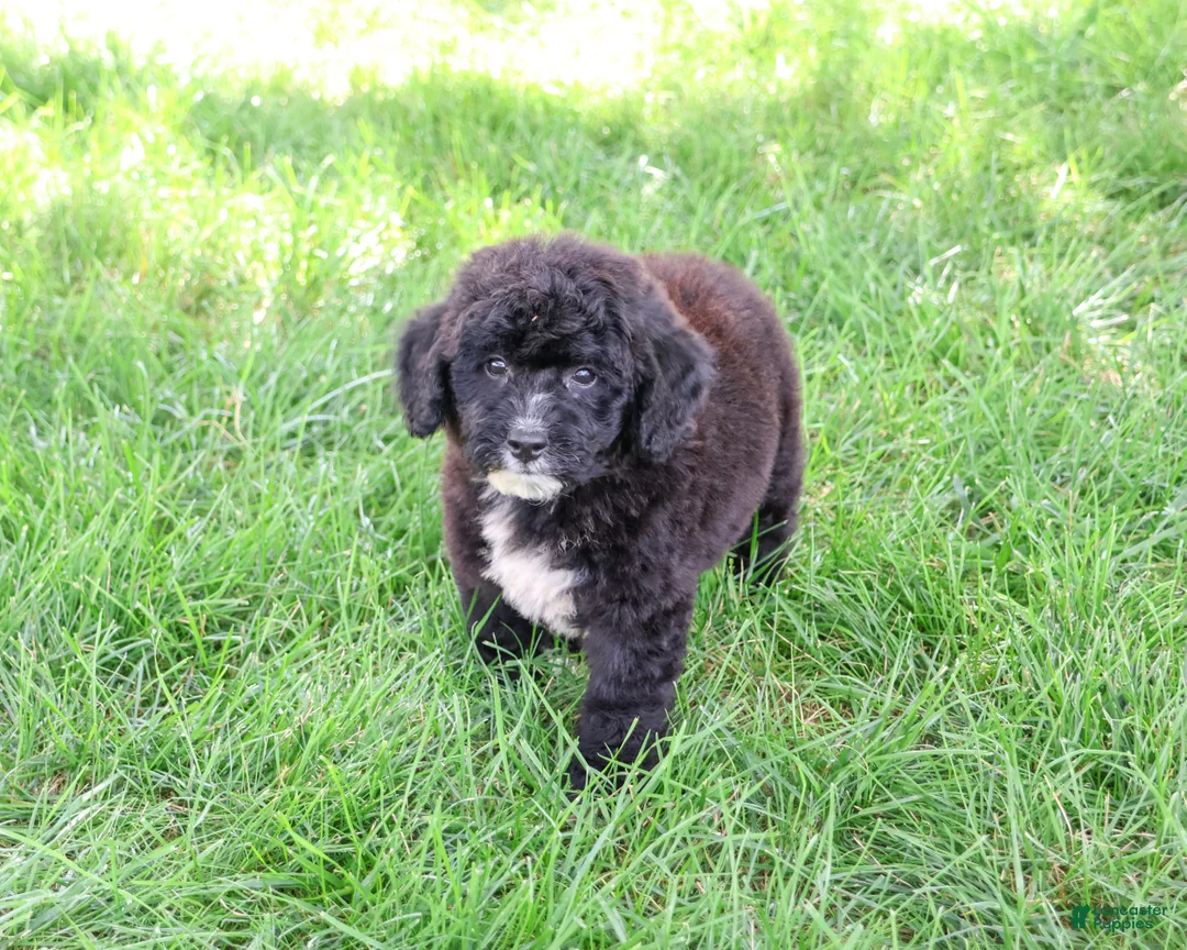 Saint Berdoodles dogs for sale: Wrenly - Ad 1