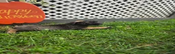 Cane Corso dogs for sale: Freya - Ad 4