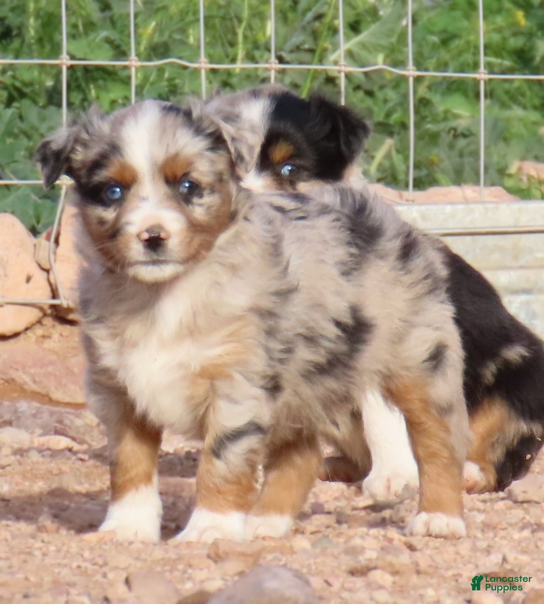 Miniature Australian Shepherd dogs for sale: 1 - Second blue merle girl with 1.5 blue eyes - Ad 8