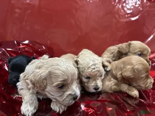 Cockapoo dogs Halo - Ad 13