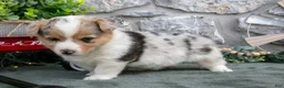 Welsh Corgi Pembroke dogs for sale: Ivy - Ad 2