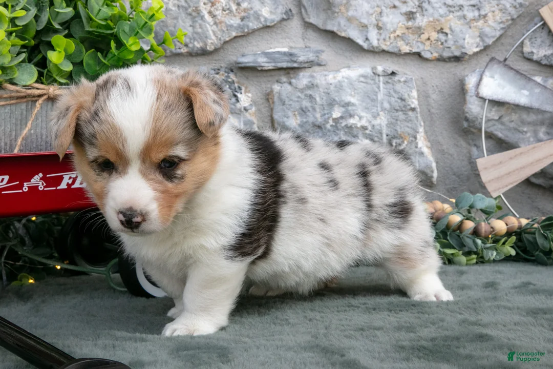 Welsh Corgi Pembroke dogs for sale: Ivy - Ad 2