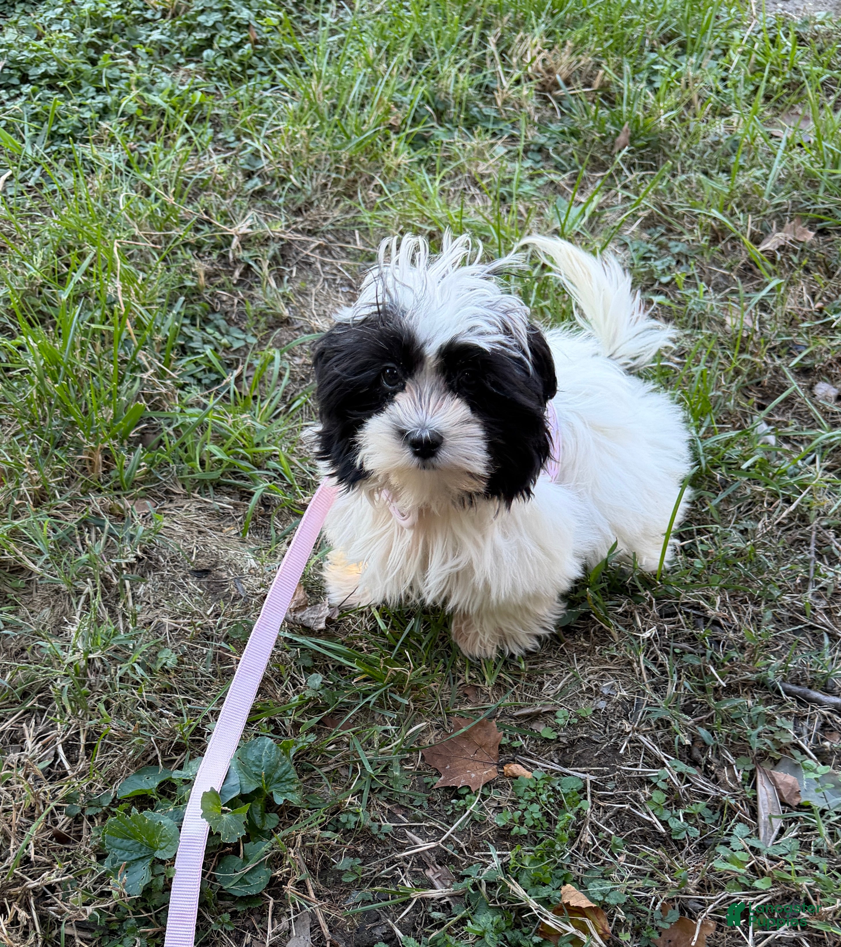 Teddy Bear dogs for sale: Mochi - Ad 4