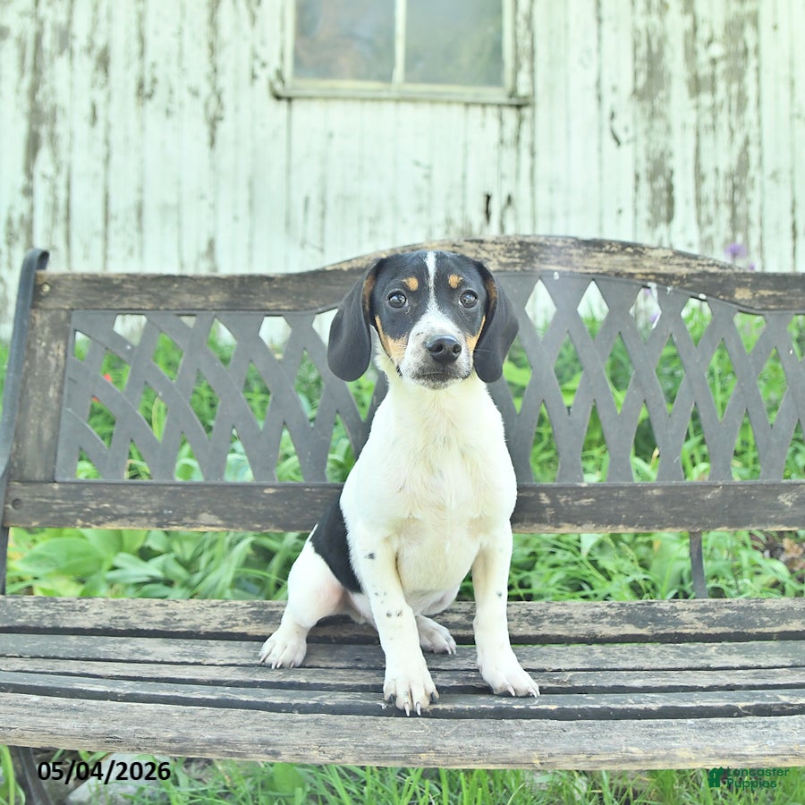 Mixed Breed dogs Oliver - Ad 1