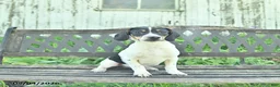 Mixed Breed dogs for sale: Oliver - Ad 1
