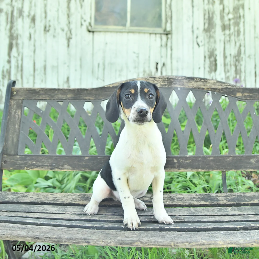 Mixed Breed dogs for sale: Oliver - Ad 1