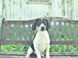 Mixed Breed dogs for sale: Oliver - Ad 4