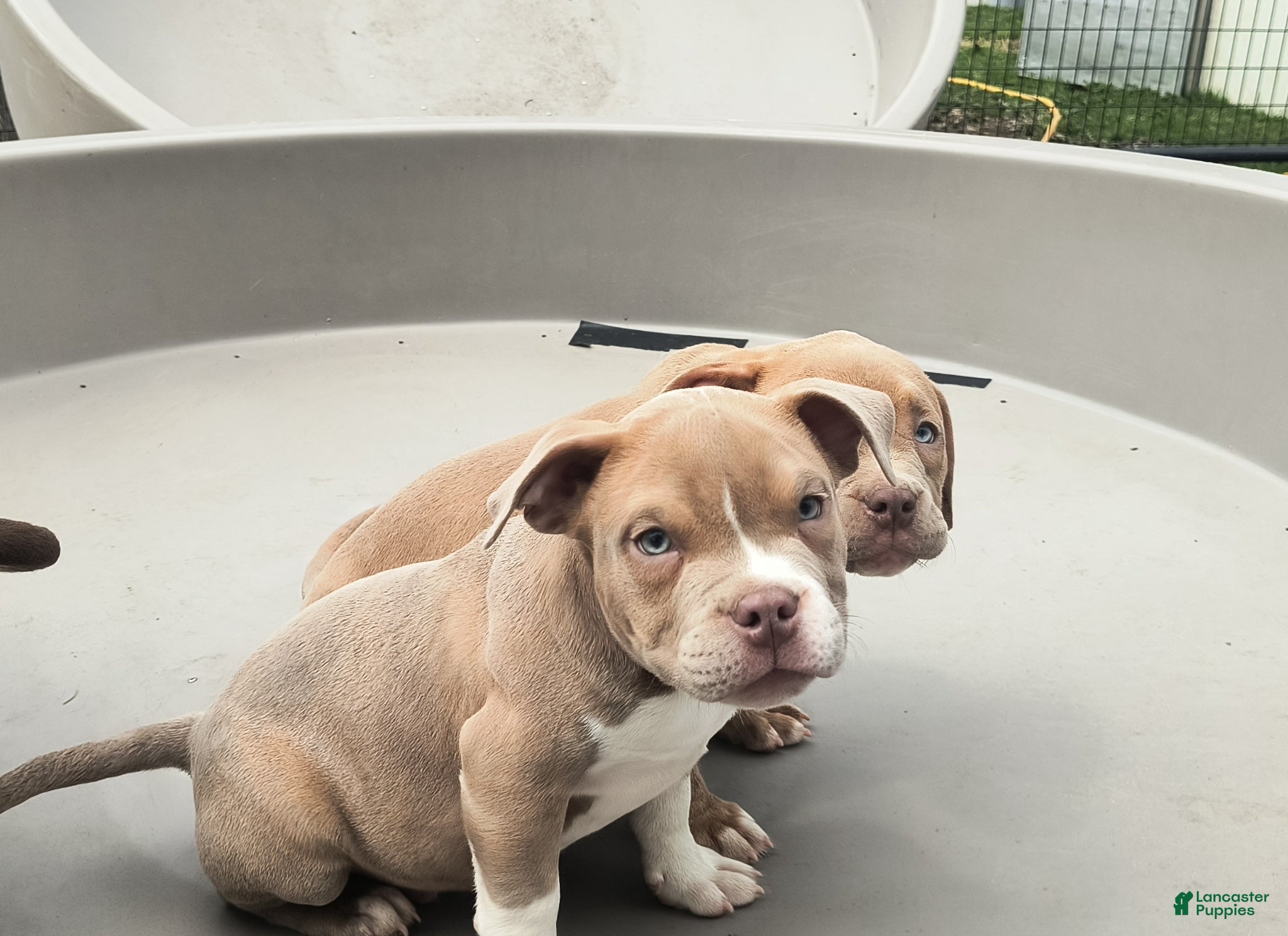 American Bully dogs American Bully Puppy 1 - Ad 1