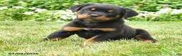 Rottweiler dogs for sale: Kiara - Ad 3