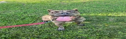 Cane Corso dogs for sale: Bluebell  - Ad 2