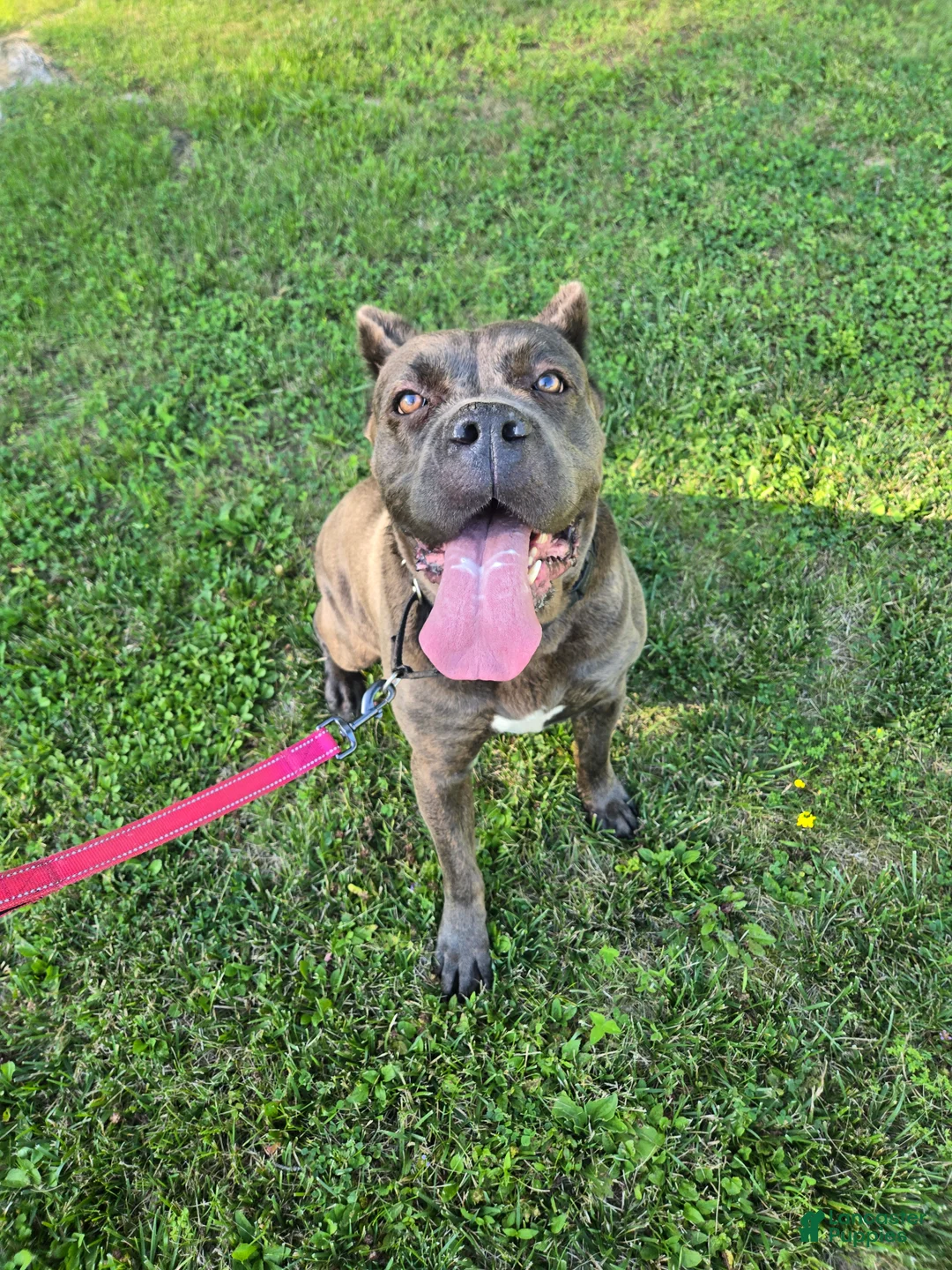 Cane Corso dogs for sale: Bluebell  - Ad 2
