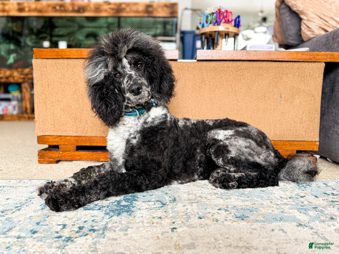 Standard Poodle dogs for sale: Storm AKC - Ad 2